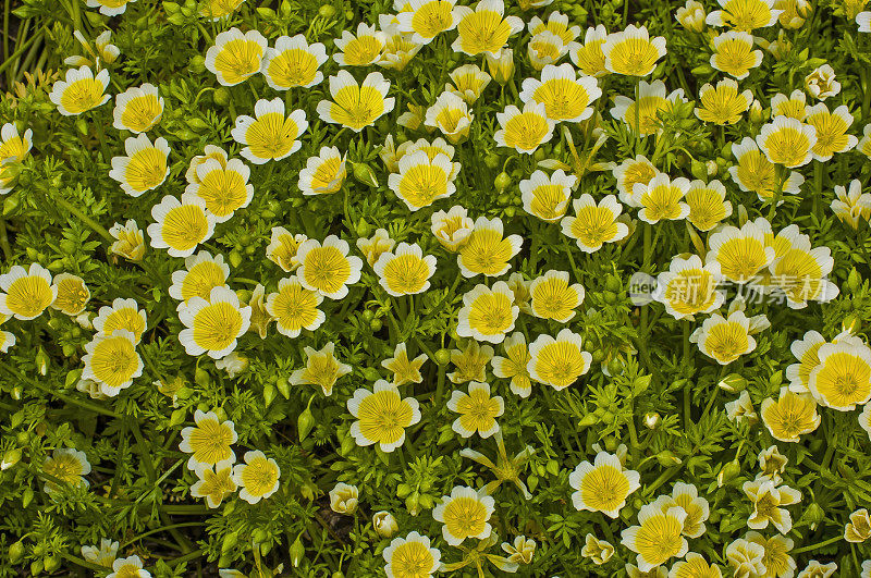 Douglas' Meadowfoam, Limnanthes douglasii subsp。道格拉斯，门多西诺植物园，门多西诺县，加利福尼亚州;家庭Limnanthaceae